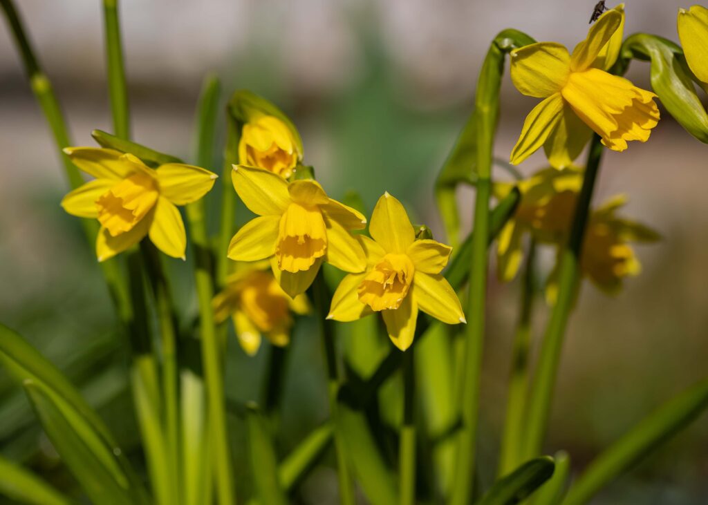 Gelbe Blumen im Frühling